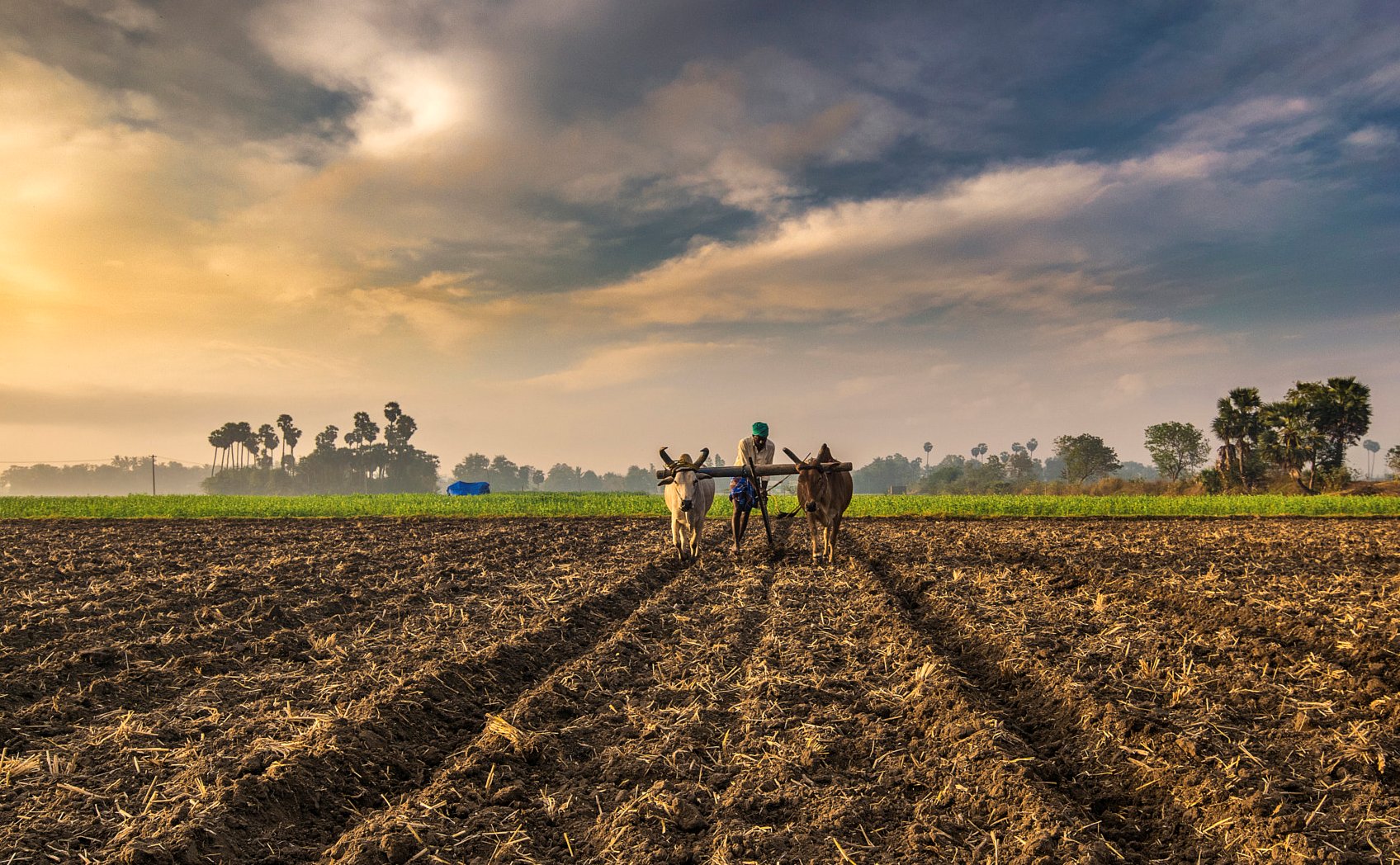 investment is like farming